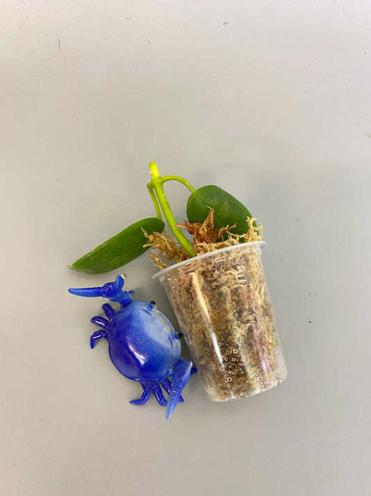 Hoya coronaria white - Unrooted - free add on