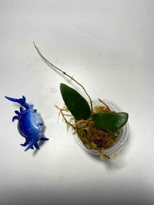 Hoya Lyi - has roots