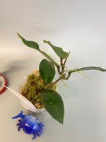 Hoya Patricia - Darwinii x Elliptica - new growth