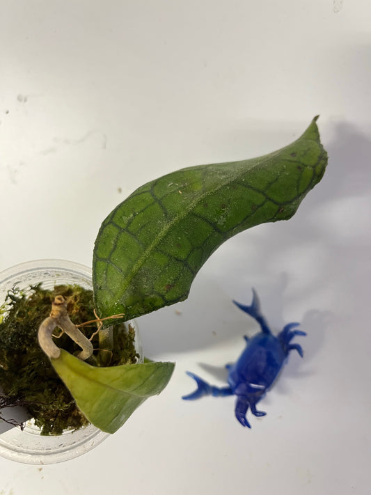 Hoya dml 5655b / iml 1398 - has some roots