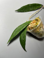 Hoya scortechinii pink UT001- has some roots