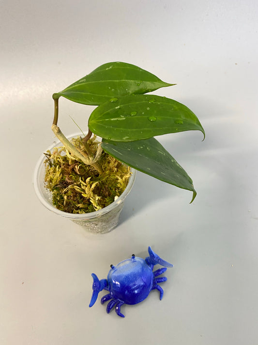 Hoya macrophylla snow queen - new growth