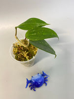 Hoya macrophylla snow queen - new growth