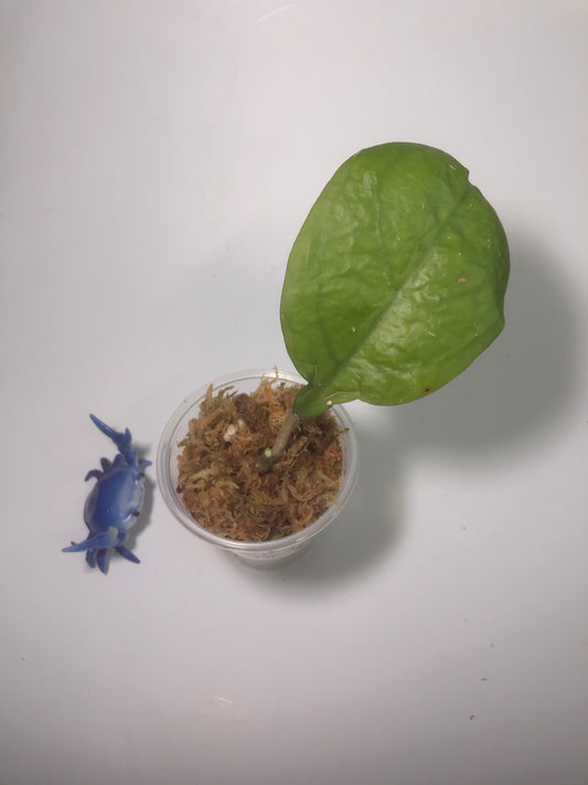 Hoya viola (deykeae x vitellina)