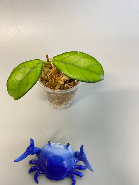 Hoya crassipetiolata - starting to root