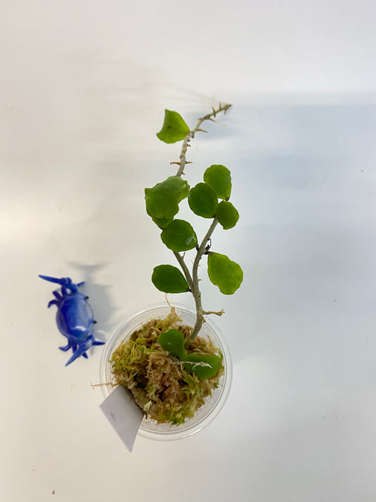 Hoya kanyakumariana - has some roots