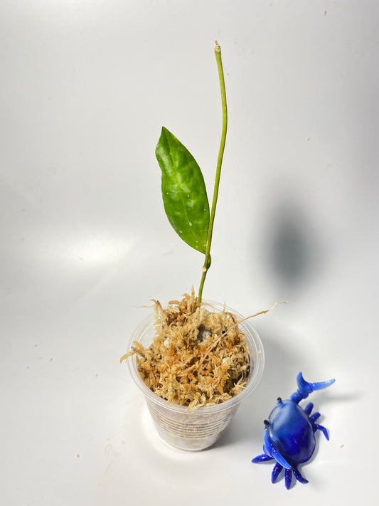 Hoya elliptica Philippines - Unrooted