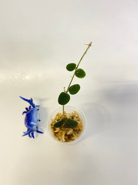 Hoya serpens - unrooted