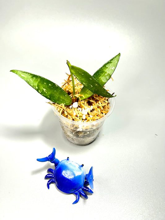 Hoya lacunosa mr tent EPC 329 - Unrooted