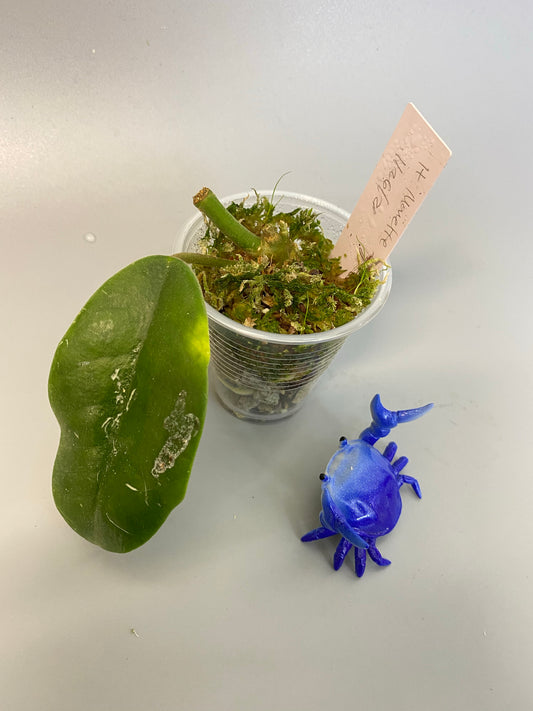 Hoya cv Monette - rooted