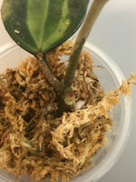 Hoya macrophylla pot of gold - starting to root.