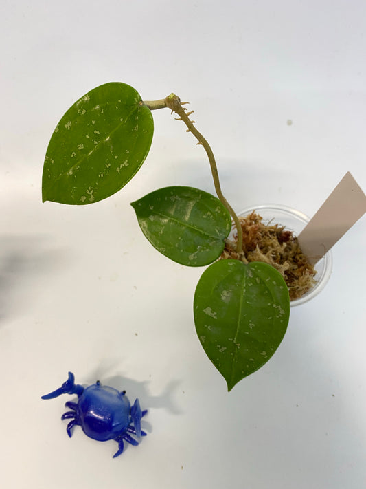 Hoya parasitica splash - unrooted