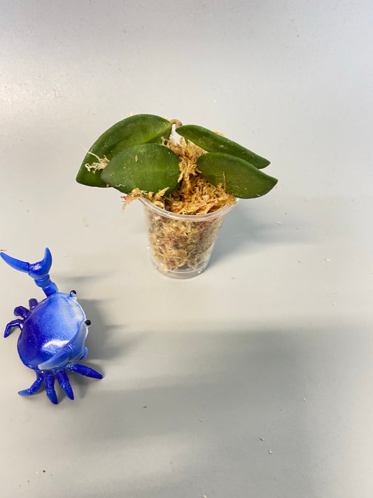 Hoya burtoniae - Unrooted free add-on