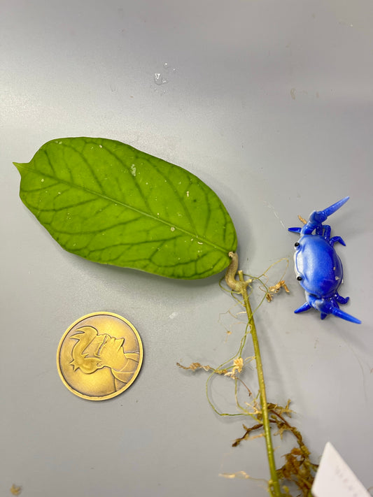 Hoya meredithii - has some roots