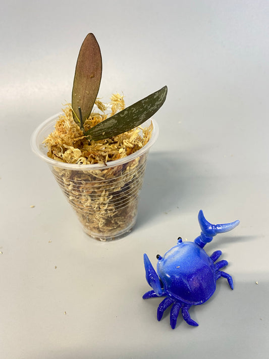 Hoya sigillatis - has some roots