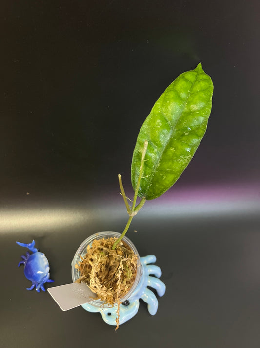 Hoya ALE6 - active growth