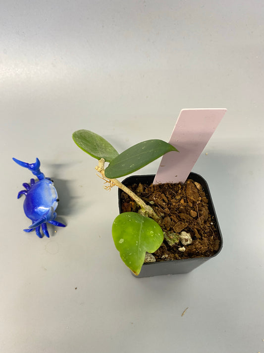 Hoya parasitica splash - growing