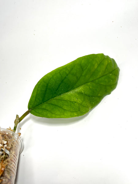 Hoya patcharawalai seed 048 - Unrooted