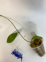 Hoya camphorifolia - has some roots