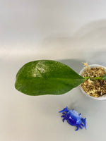 Hoya UT-030