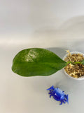 Hoya UT-030