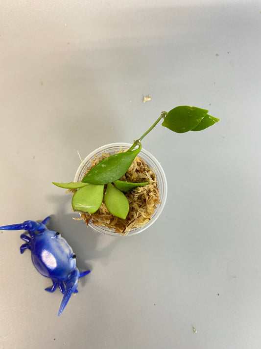 Hoya picta - unrooted