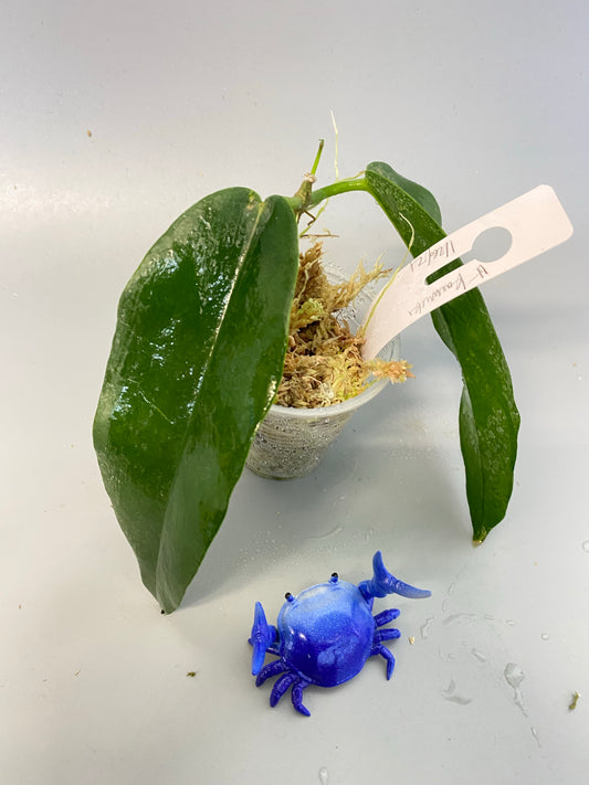 Hoya kaimuki - active growth, (H macgillivrayi X H archboldiana) Big Flowers