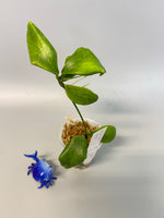 Hoya oblongata / anulata - has active growth