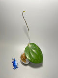 Hoya balaensis round leaf - active growth