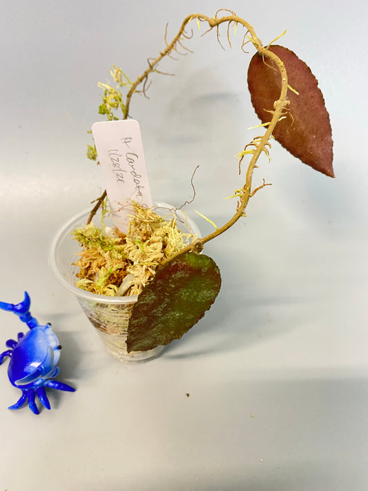 Hoya caudata Sumatra - Just starting to root