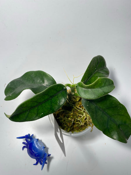 Hoya globulosa / villosa - rooted