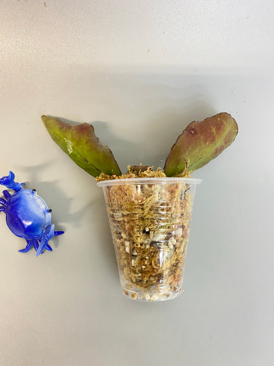 Hoya waymaniae borneo - unrooted