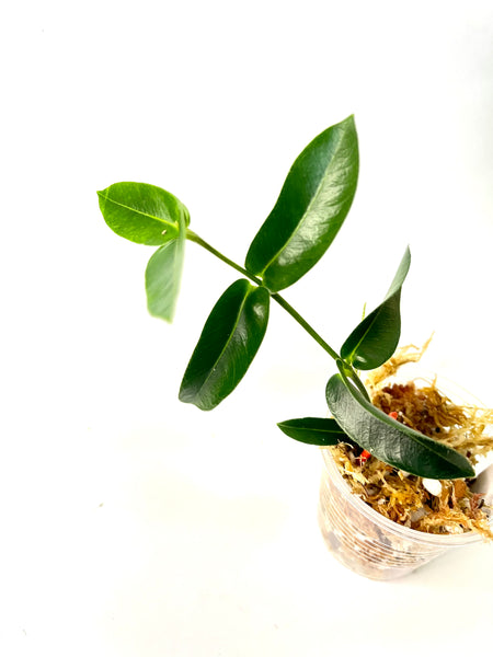 Hoya densifolia - Unrooted