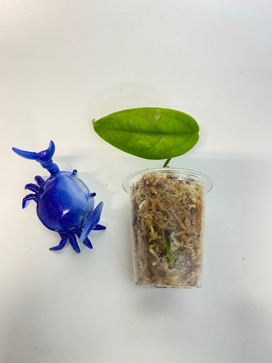 Hoya buotii sunrise - barely starting to root