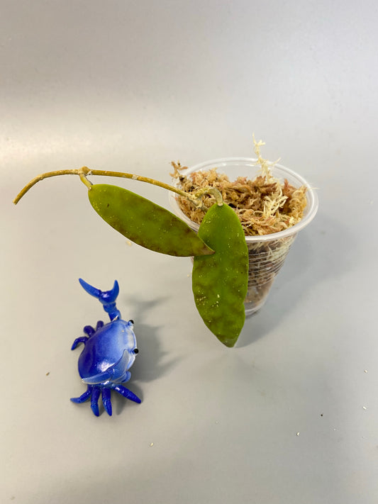 Hoya scortechinii pink UT001- Unrooted