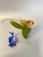 Hoya scortechinii pink UT001- Unrooted