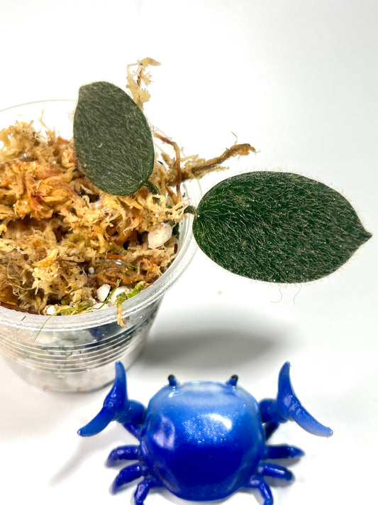 Hoya aff thomsonii 2 nodes / 2 leaves - Unrooted