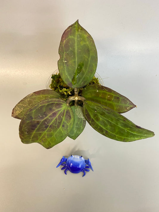 Hoya IV from WMZ - has some roots.