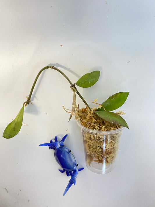 Hoya sipitangensis - unrooted