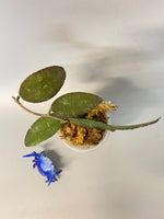 Hoya caudata Sumatra with roots