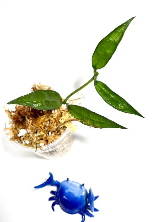 Hoya lacunosa big leaf - Unrooted