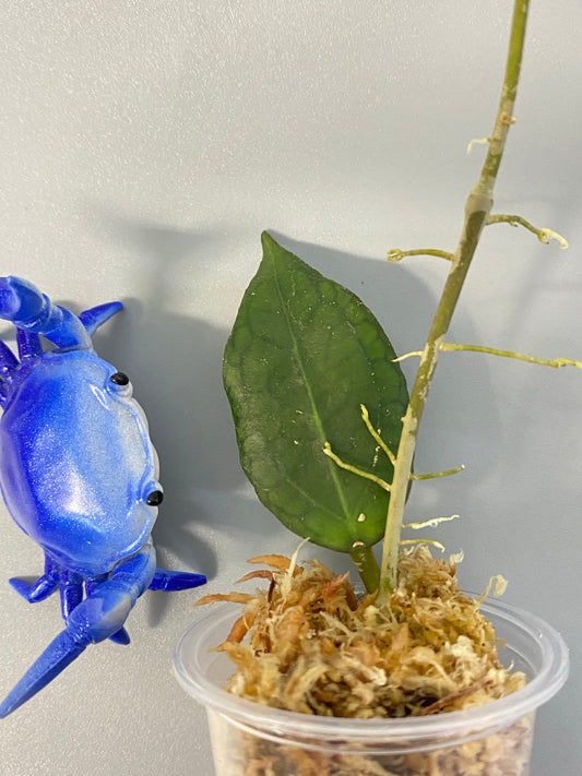 Hoya tequila sunrise - unrooted