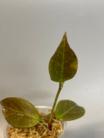 Hoya cv sunrise - Unrooted