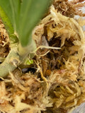 Hoya MB 1497 - (erythrina x MB 1141) - growth point emerging