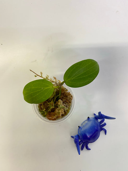 Hoya fitchii - orange - has roots