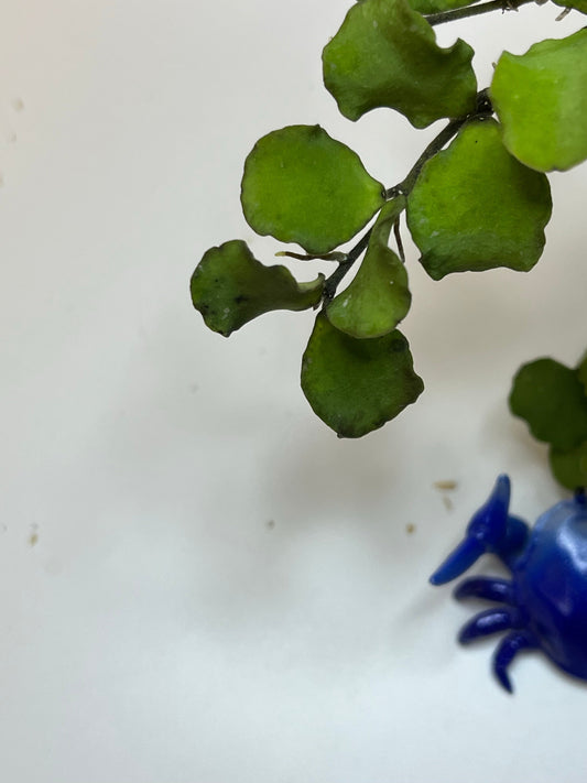 Hoya kanyakumariana - fresh cutting 2 or more nodes - Unrooted