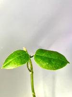 Hoya kalibatu - fresh cut - 1 node - unrooted