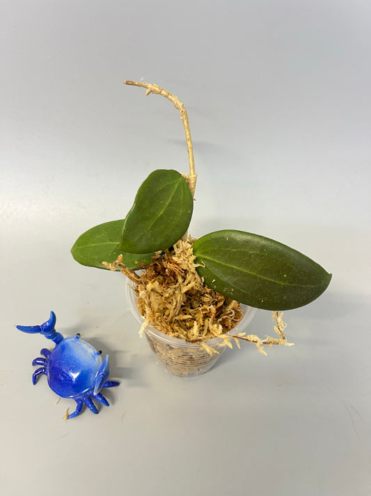 Hoya bhutanica - Unrooted