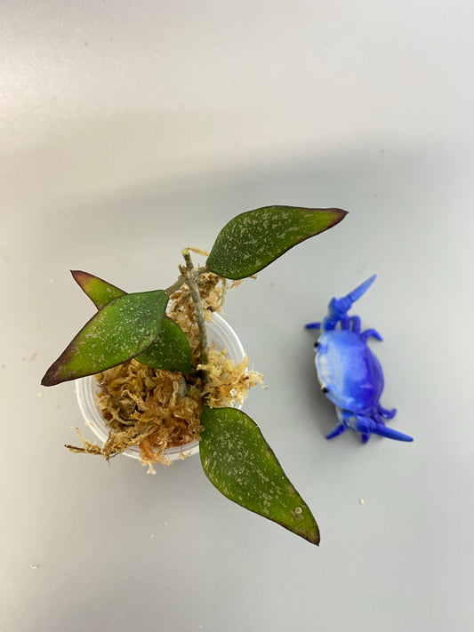 Hoya parviflora -unrooted
