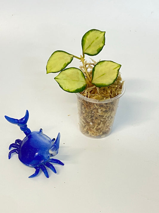 Hoya heuschkeliana variegated - unrooted